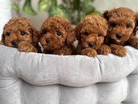 Toy Poodle Korean Erkek 3 Aylık Mezitli