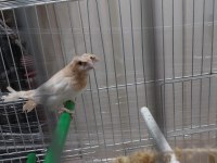 Tepeli bengal ispinozu 8 adet
