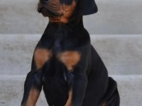 SECERELİ BABADAN DOBERMAN YAVRULARI