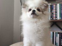 Pomeranian bebekler