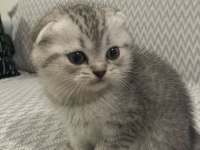 Scottish fold ( kırık kulak ) british ( dik kulak )
