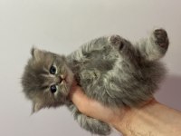 British Shorthair Bicolor