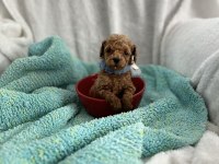 Ev ortamından kore poodle bebekleri