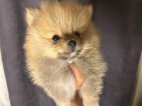 Pomeranian boo bebeğimiz