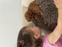 Yavru toy poodle eşyalarıyla beraber