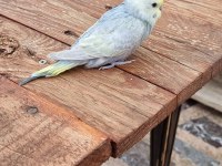 15 adet yeni yeme düşen muhabbet kuşu toplu sahiplendirme