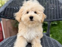 Mini Maltipoo Yavru