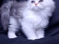 3 aylık tuvalet eğitimli persian yavru