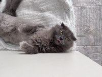 Hamile kedim devamı açıklamada