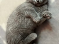 Safkan scottish fold yavru