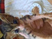 Kediye acil yuva aranıyor