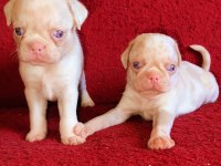 Egzotik Renk Pug Mops Köpekler