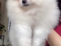 Beyaz Erkek Pomeranian Boo Yavrum