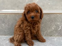 Toy poodle yavrular dişi erkek