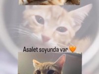 Sarman kedimizi sahiplendiriyoruz