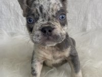 Ev Ortamında Bakılan Renkli Gözlü French Bulldog Yavrularım