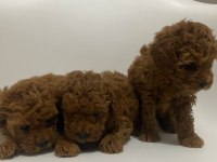 Safkan Toy Poodle Yavrular