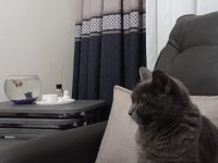 Güzel british shorthair kızım yuvasını arıyor