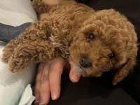 3 aylık dişi toy poodle