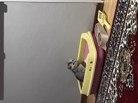 British shorthair yavru erkek kedimiz yeni 3 aylık