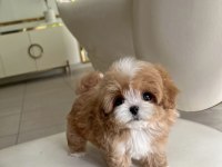 Kore Maltipoo bebekler