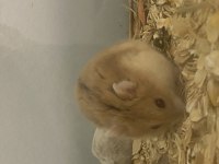 SÜTTEN KESİLMİŞ HAMSTER YAVRULAR