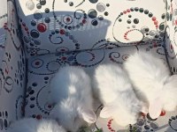 Hollanda Teddy Lop tavşan yavruları