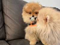 Şecereli Irk Garantili Pomeranian Boo Teddy Bear