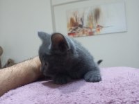 Mama karşılığı 56 günlük kedimiz