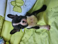 FRENCH BULLDOG BEBEKLER