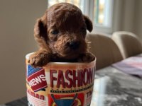 A KALİTE RED BROWN TOY POODLE YAVRULAR