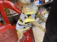 Chihuahua tüm aşıları tam full oyuncu