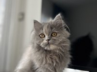 BRİTİSH LONGHAİR DİŞİ KEDİM