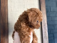 Mükemmel Güzellikte Teacup Poodle Yavrular