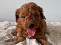 ZİYARETE AÇIK ERKEK DİŞİ TOY POODLE MİNİKLERİM