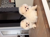 Köpekler Pomeranian Boo Mersin