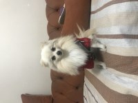 Erkek Pomeranian Boo