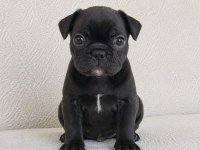 Siyah Erkek French Bulldog Yavrumuz Sahibini Arıyor