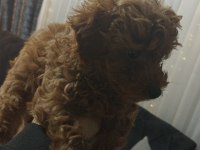 Toy poodle köpeğimiz
