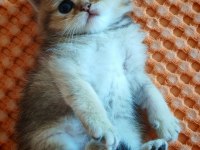 NY 25 tatlı bir minnoş oğlan british shorthair