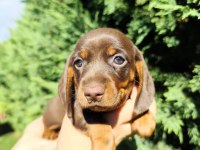 Dachshund Yavru