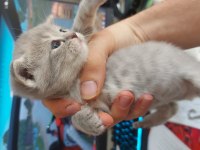 1 haftalık british shorthair yavrular