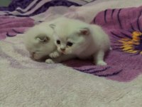 Scottish fold 2 aylık yavrular