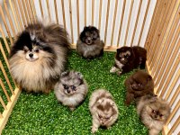 Pomeranian exotic rengi