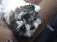 Shih tzu Badem hanım