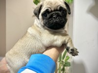 Pug Mops Üst kalite yavrular