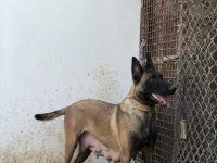 Teslime hazır malinois a kalite bebekler