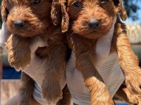 Maltipoo yavrularımız