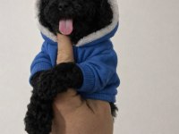 Erkek dişi toy poodle yavrular