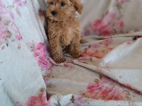 Dişi poodle toy